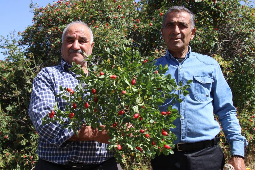 Dağdan taştan hasat ediliyor. Kış hastalıklarına karşı bünyeyi çelik gibi yapıyor 4